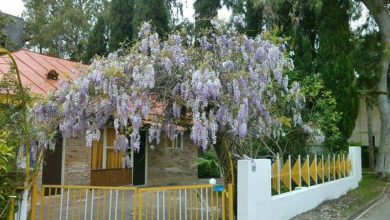 آشنایی با صنایع دستی و سوغات دریاکنار