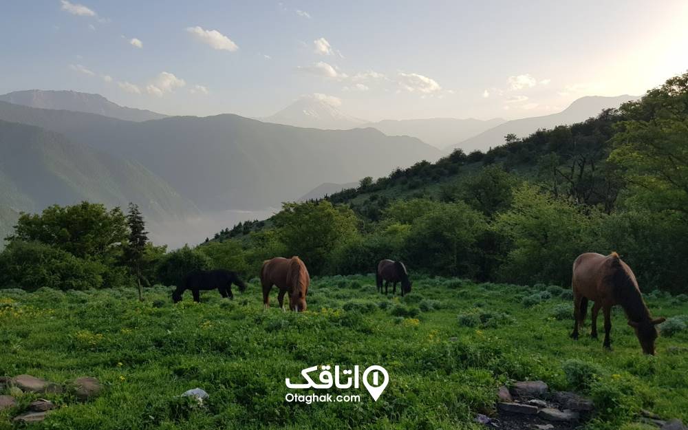 اسب‌ها در حال قدم زدن در جنگل الیمستان