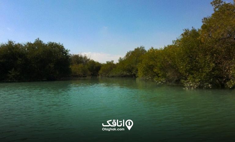 نمایی از جنگل های حرا در جزیره هرمز