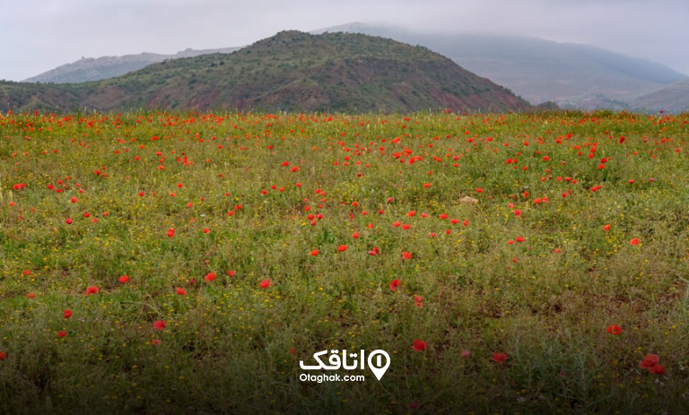 دشت لار رینه