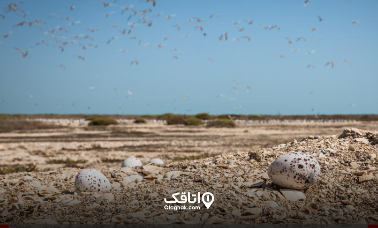 جزیره نخیلو